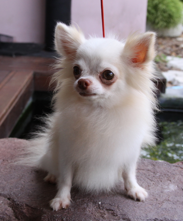 อัลบั้ม 104+ ภาพพื้นหลัง ชิ วา วา ราคา ถูก หรือ ฟรี ความละเอียด 2k, 4k อัลบั้ม 104+ ภาพพื้นหลัง ชิ วา วา ราคา ถูก หรือ ฟรี ความละเอียด 2k, 4k